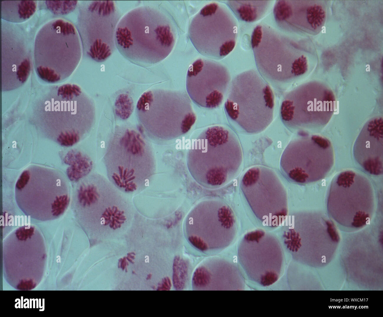 Mitosis Under Microscope Biology Diagrams