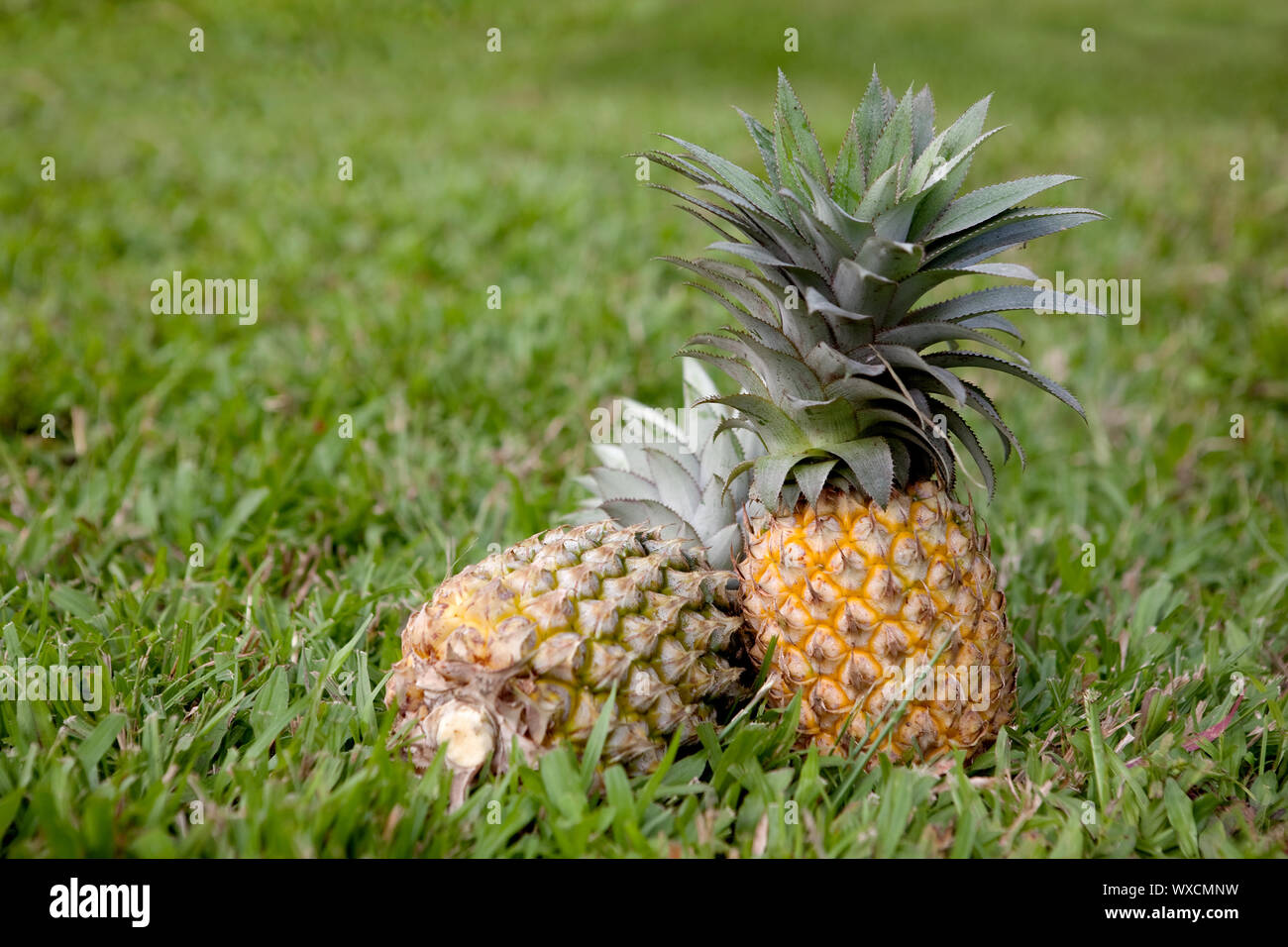 How To Grow Pineapple Hi Res Stock Photography And Images Alamy