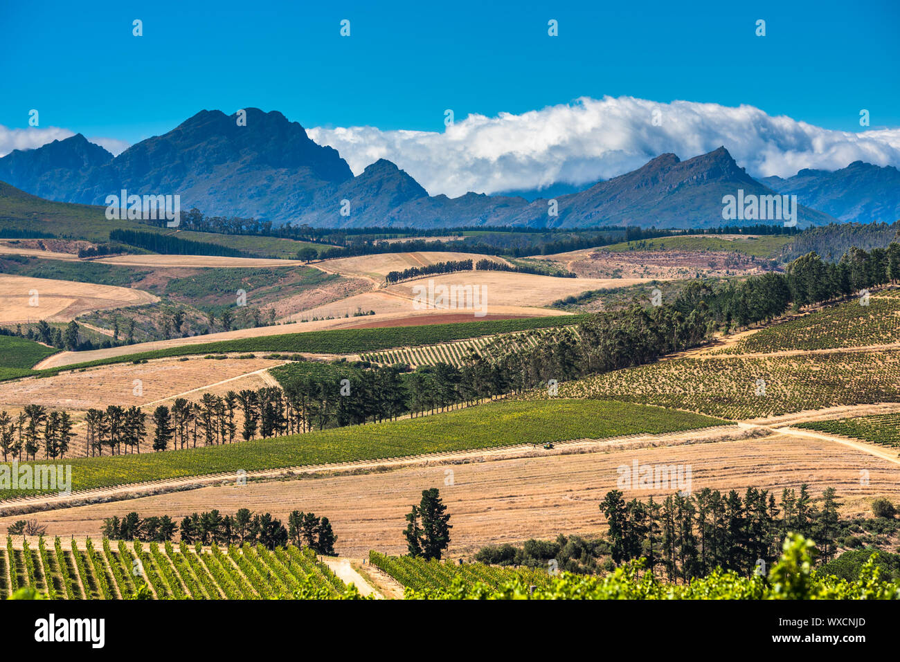 Simondium Beautiful landscape of Cape Winelands, wine growing region in South ...