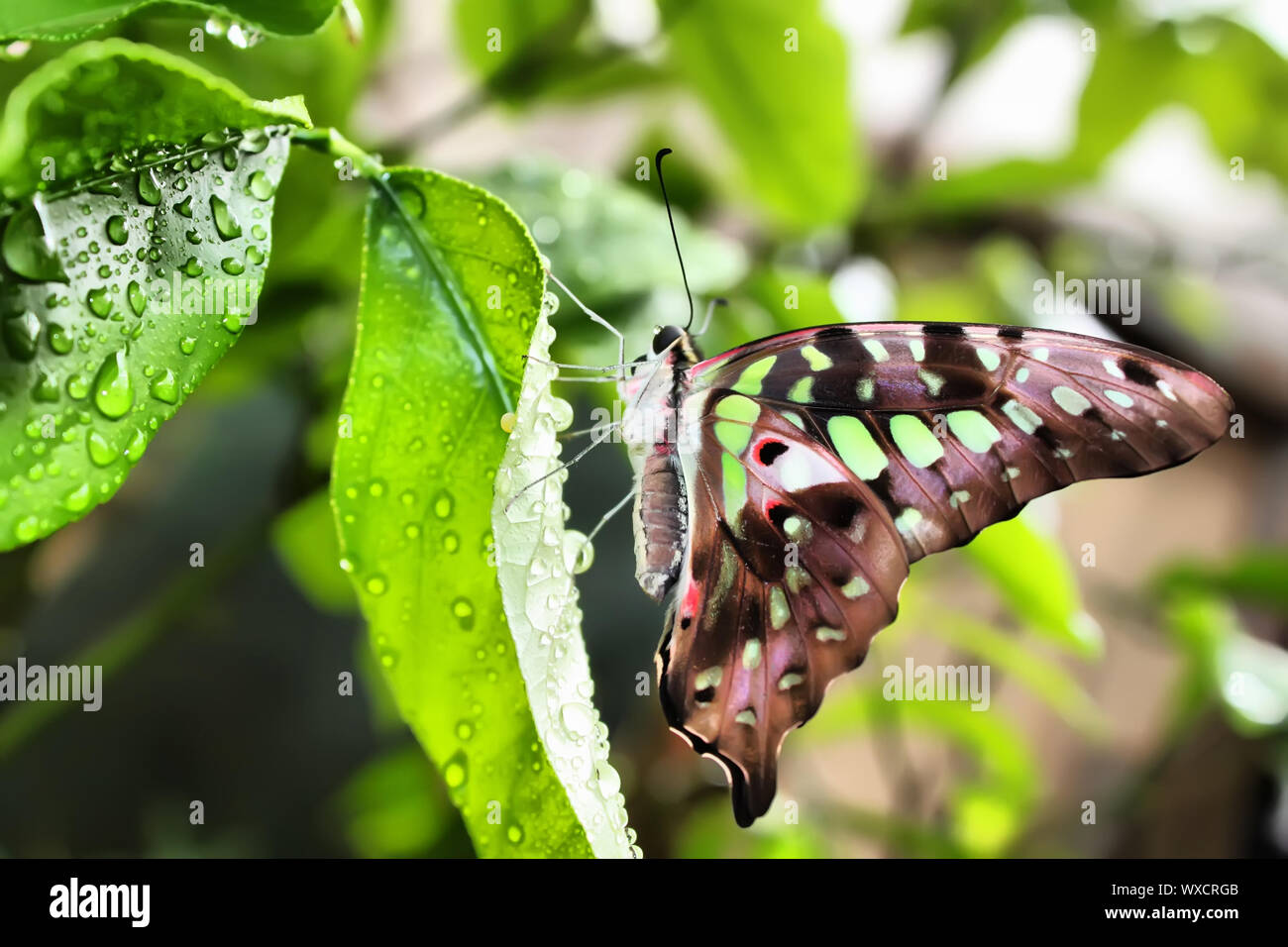 Blue butterfly flying hires stock photography and images Alamy