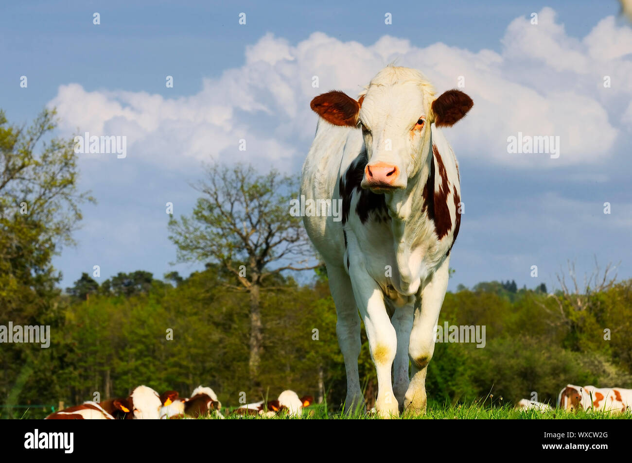 beautiful and curious cow in the landscape, rural situation Stock Photo