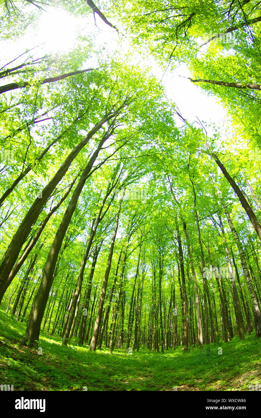 Early morning sun in the green forest Stock Photo - Alamy