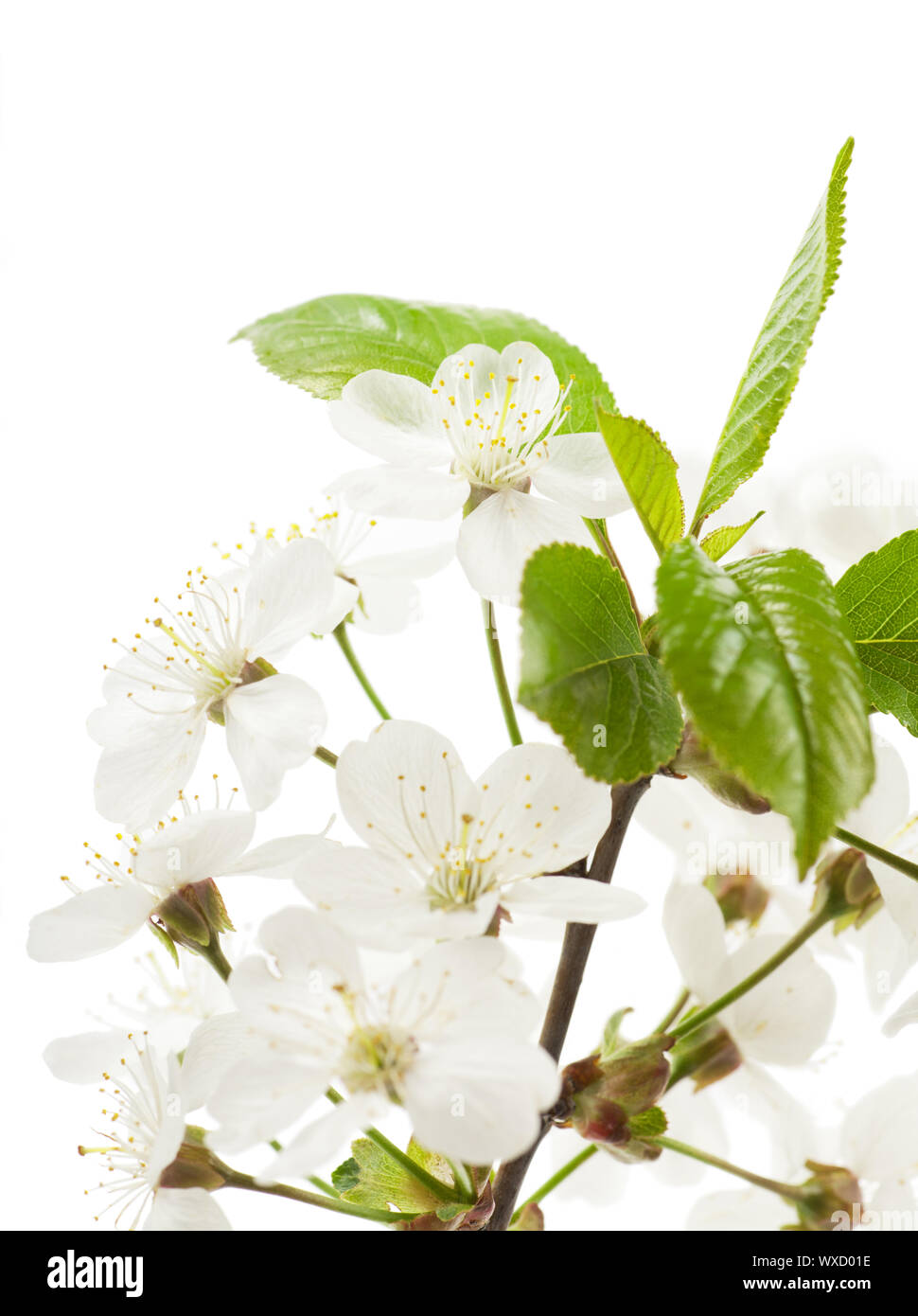 White flowers of cherry tree over white background Stock Photo - Alamy
