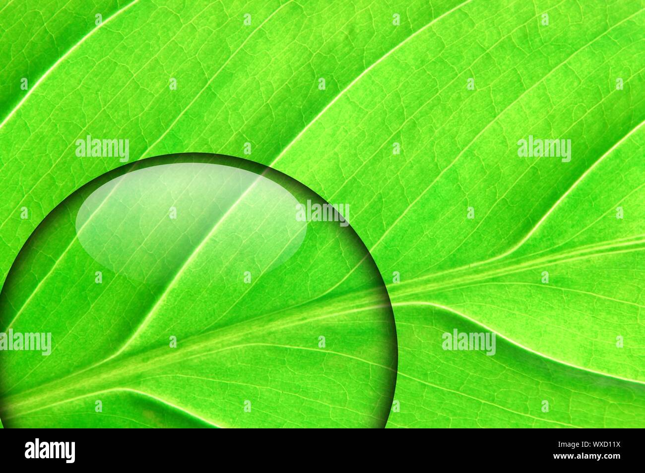 green leaf with fresh water drop from summer rain Stock Photo - Alamy