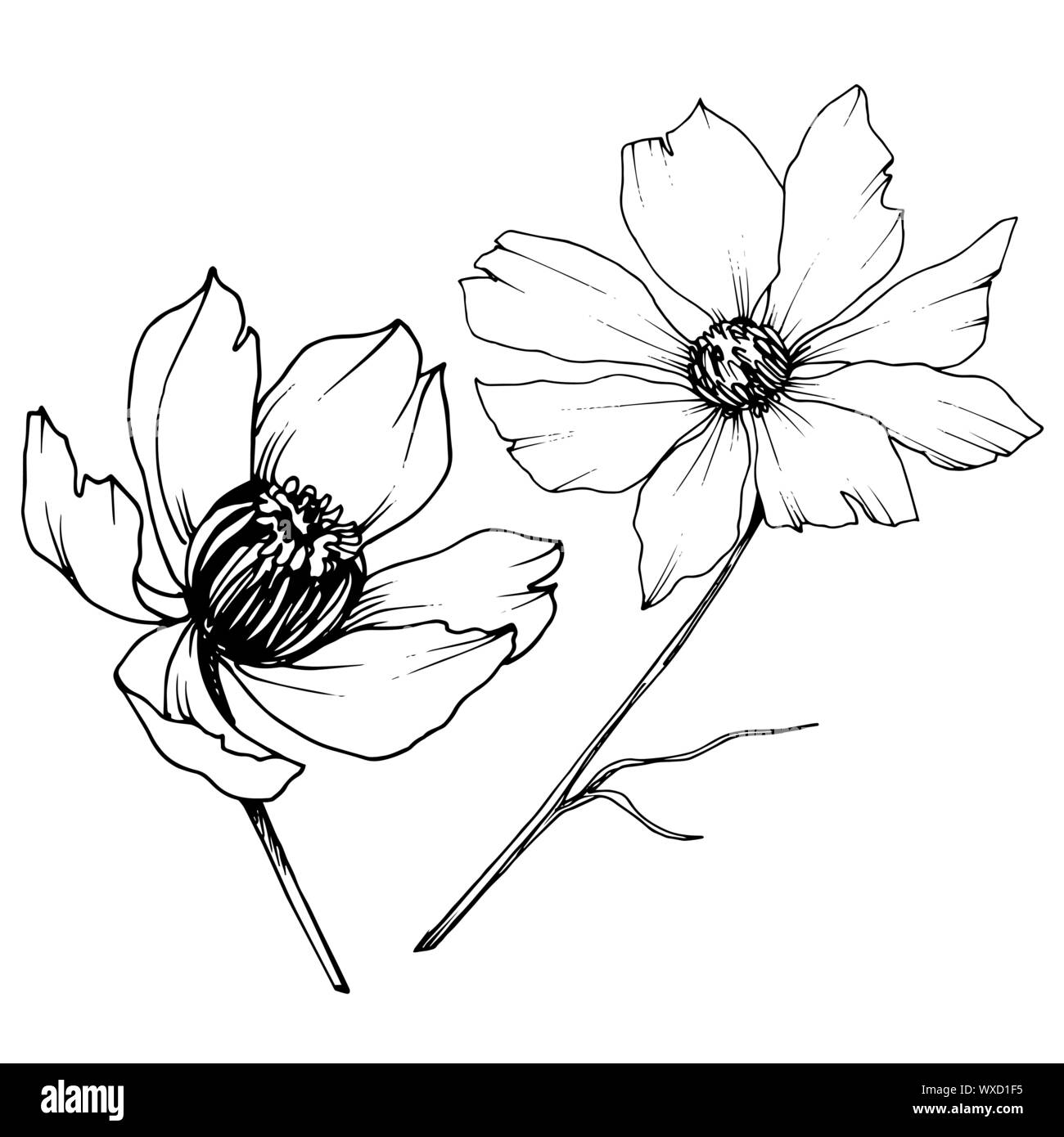 Vector Cosmos floral botanical flowers. Black and white engraved ink ...