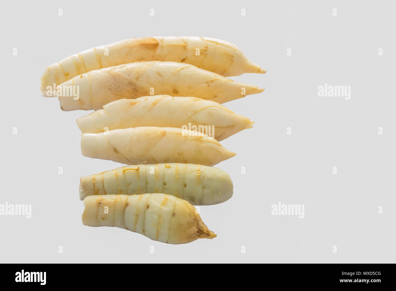 West Indian ArrowRoot,Maranta arundinacea,Canna indica,Australian arrowroot,Myrantacae,with the