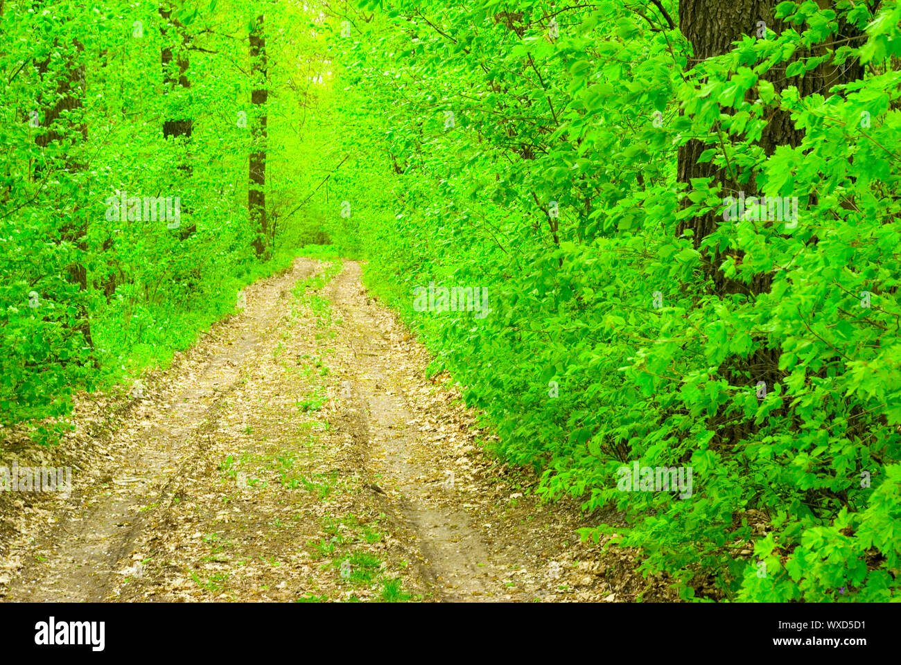 a path is in the green forest Stock Photo - Alamy