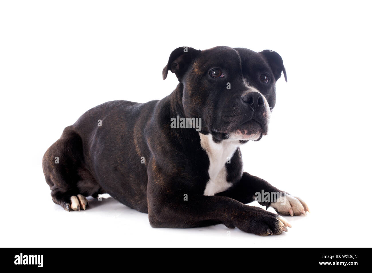 Pedigree staffordshire sales bull terrier