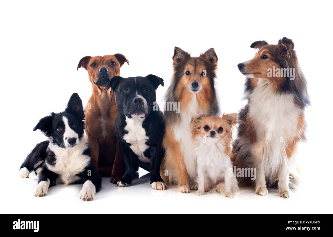 Front portrait sitting border Cut Out Stock Images Pictures Alamy