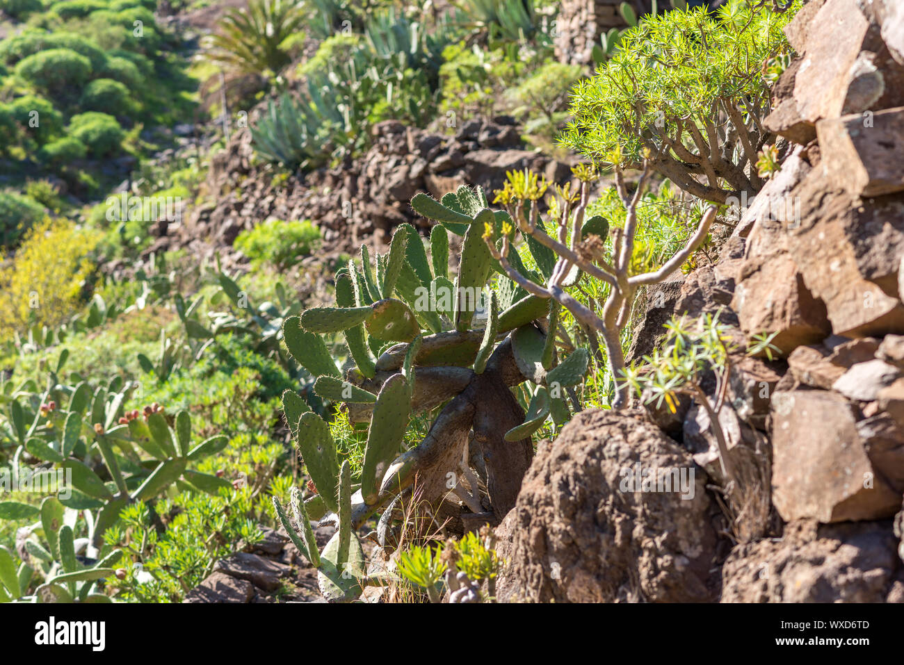 Hiking in the highlands of La Gomera Stock Photo