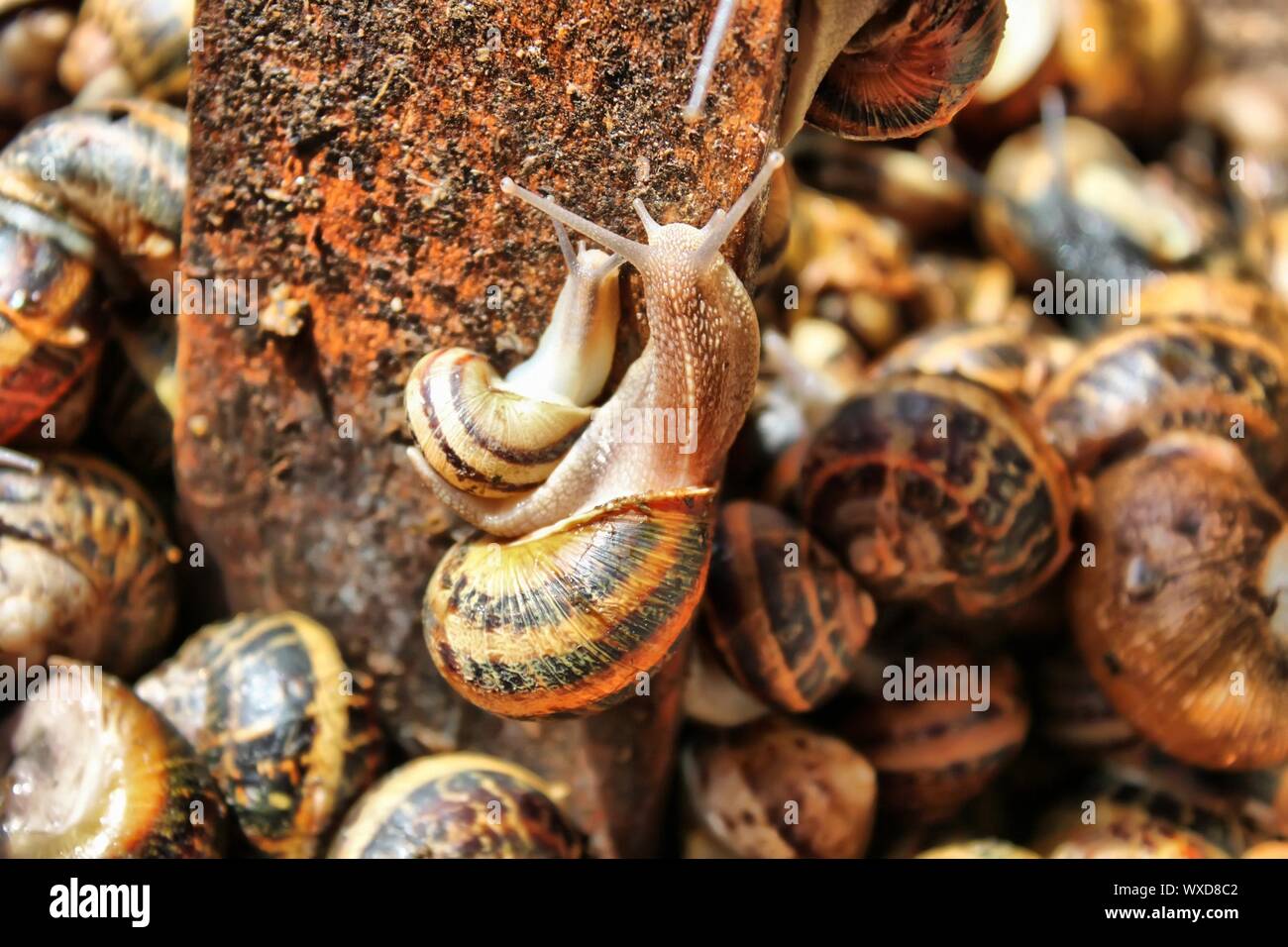 This is a photo of multi colored snails on the market Stock Photo - Alamy