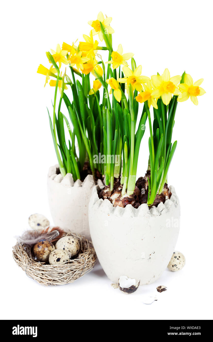 easter composition with eggs and spring flowers on white background ...