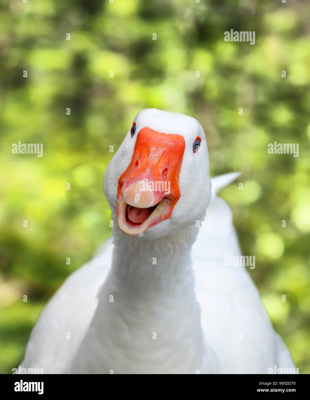 Soose hires stock photography and images Alamy