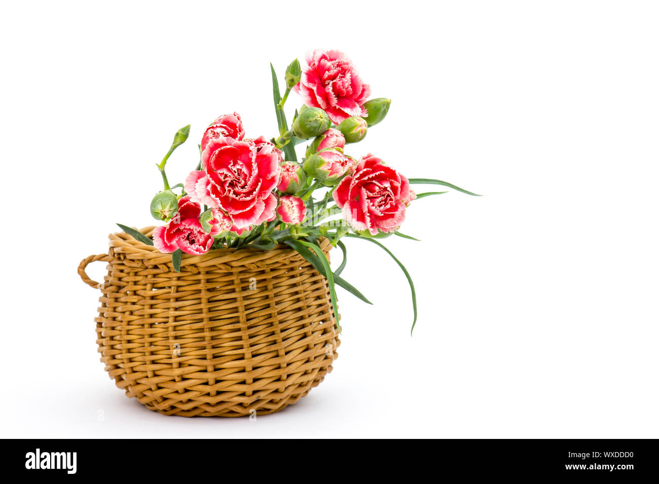 Carnations in a basket on white background Stock Photo