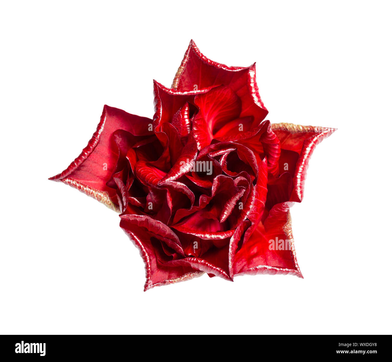 A single red rose isolated on white background Stock Photo - Alamy