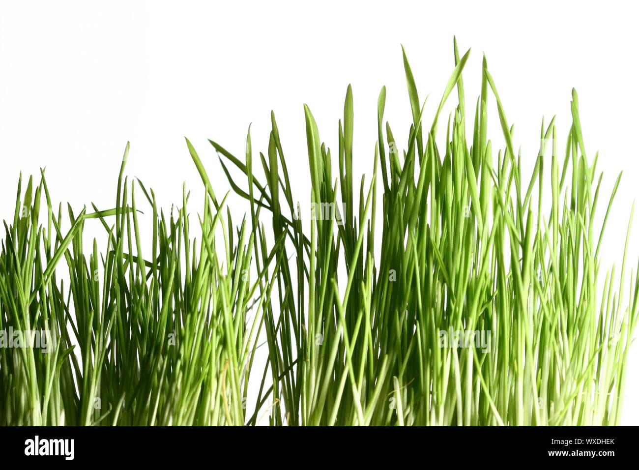 isolated green grass on white background Stock Photo - Alamy