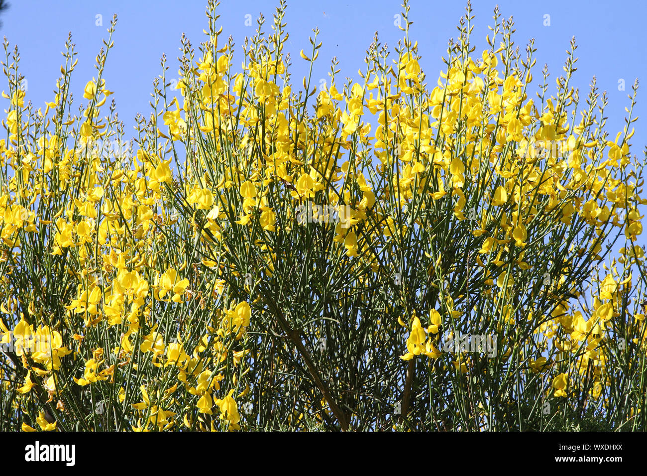 bright yellow broom or ginsestra flower Latin name cytisus scoparius or spachianus close up in spring in Italy blooming an evergreen bush Stock Photo