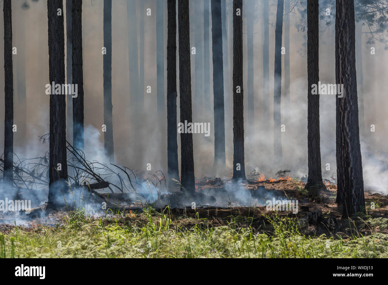 Wildfire, fire in a forest Stock Photo Alamy