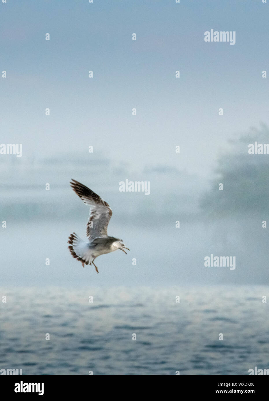 Solitary seagull flying over lake Ontario in foggy weather Stock Photo