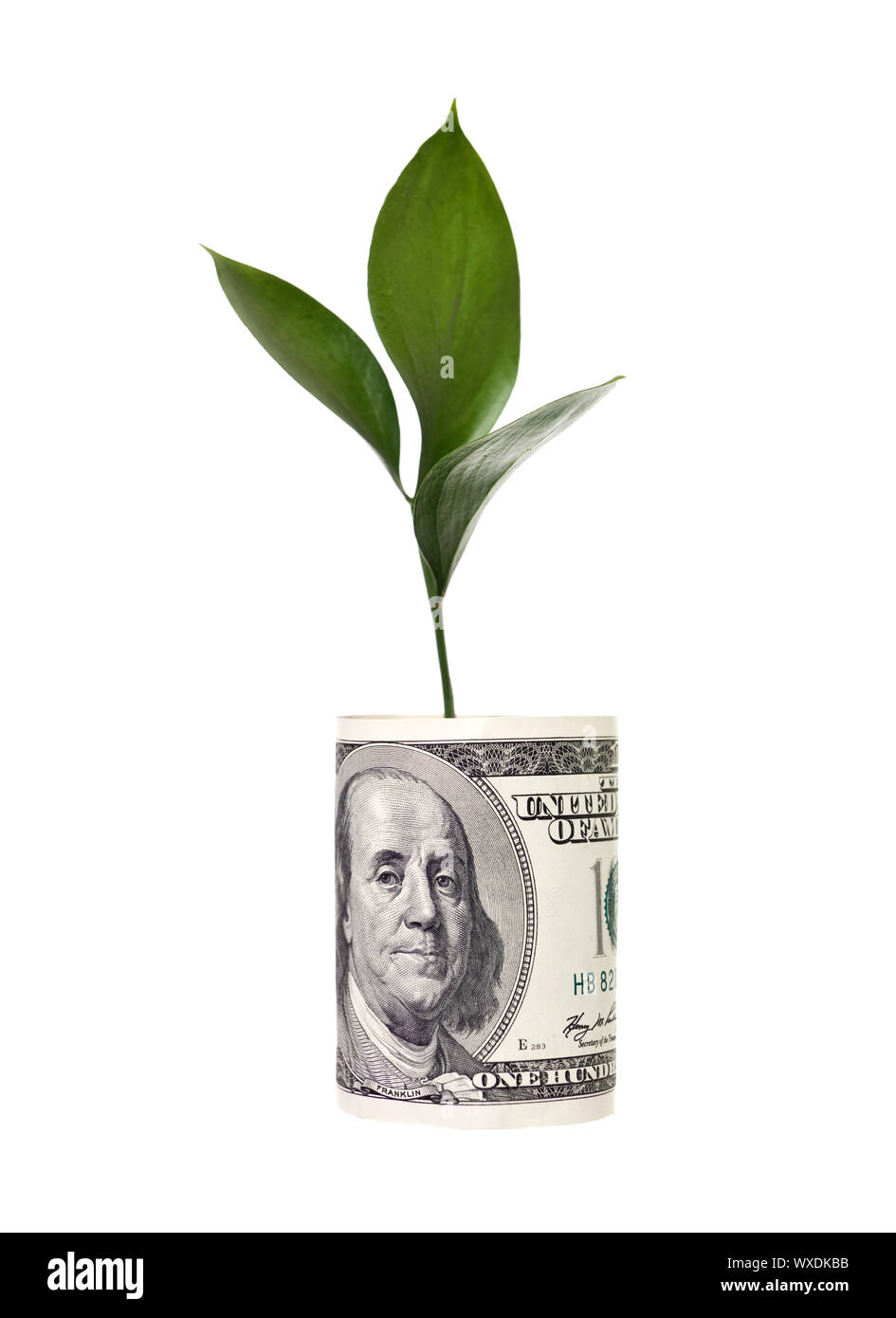 Money tree isolated on white background Stock Photo - Alamy