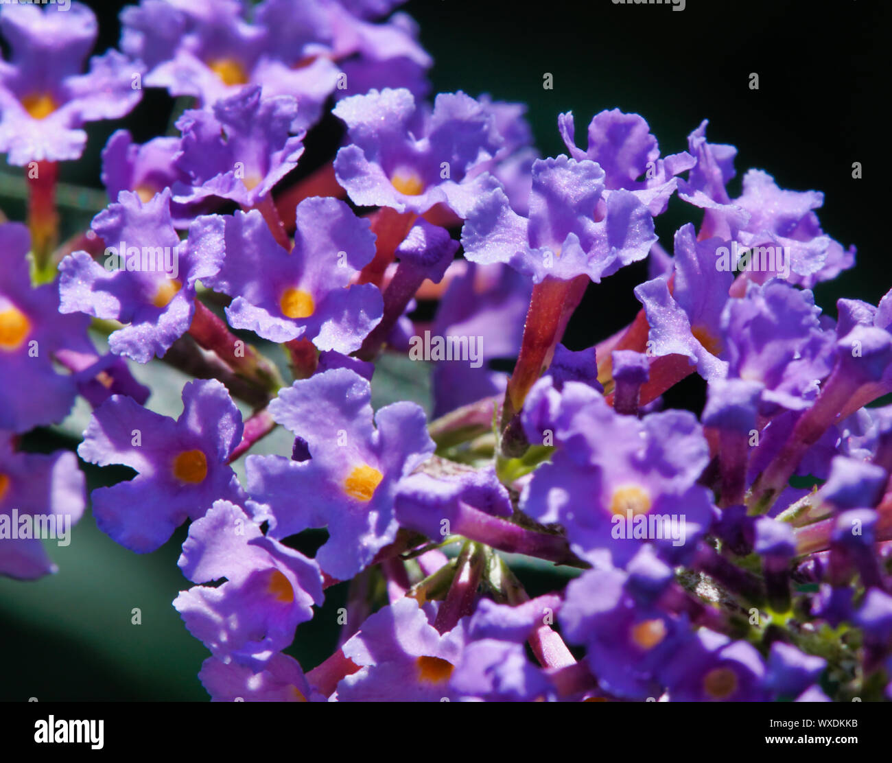 Light purple blooms hi-res stock photography and images - Alamy