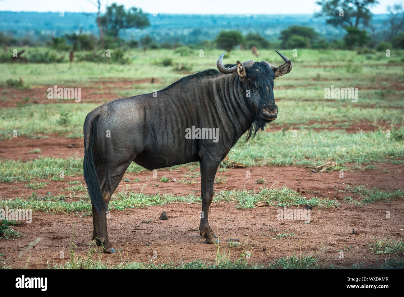 Blue wildebeest in Kruger National Park, South Africa Stock Photo