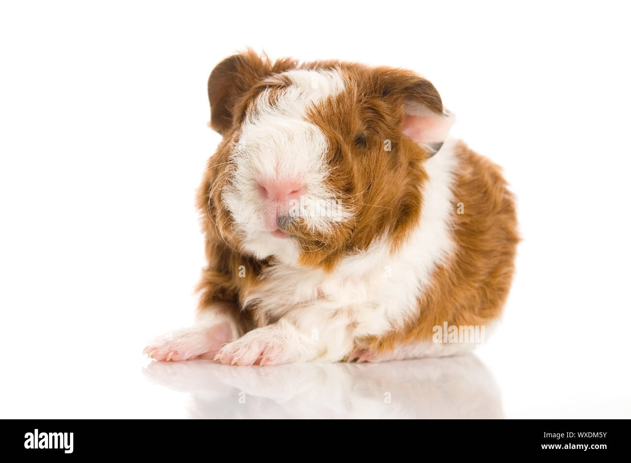 baby guinea pig Stock Photo Alamy