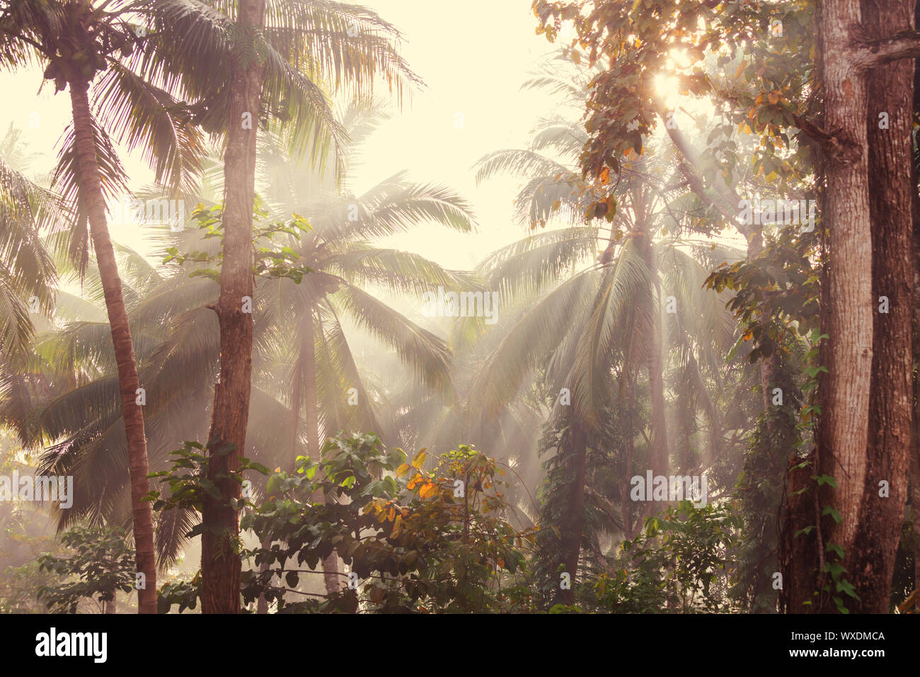 Hawaii tropical jungles hi-res stock photography and images - Alamy