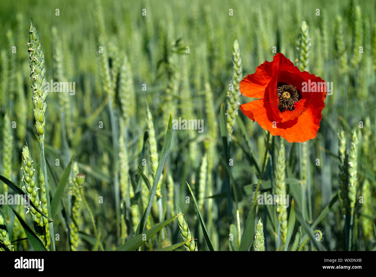 poppy on field of green wheat Stock Photo - Alamy