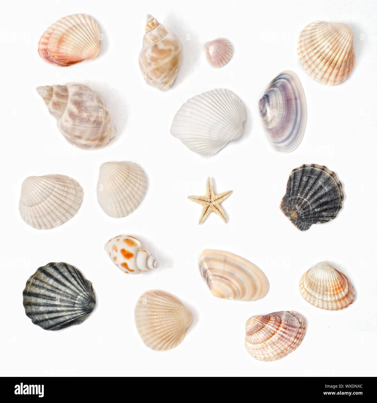 various color shell isolated on white Stock Photo - Alamy