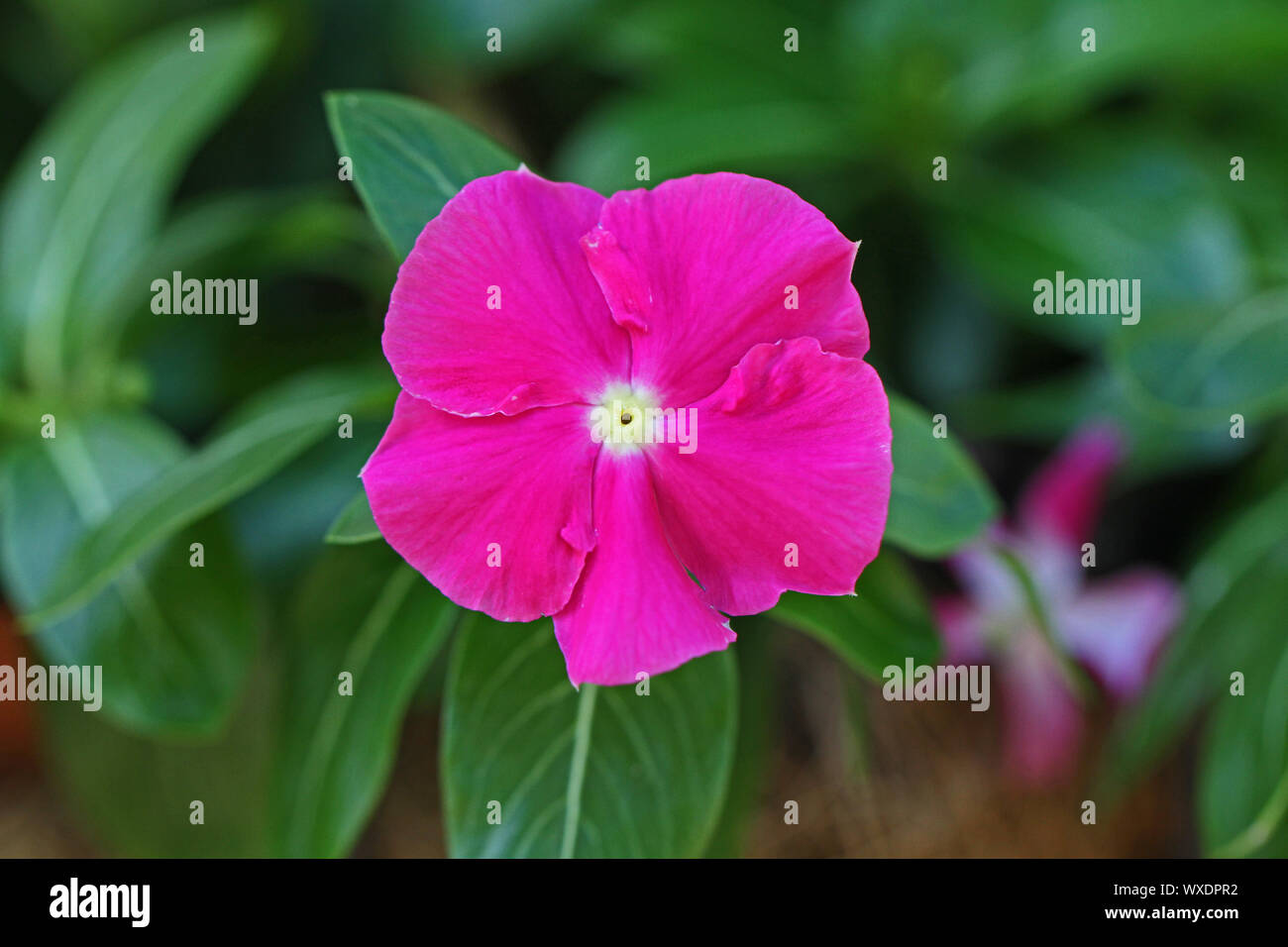 Fuchsia or deep pink vinca flower also called a pervinca from the