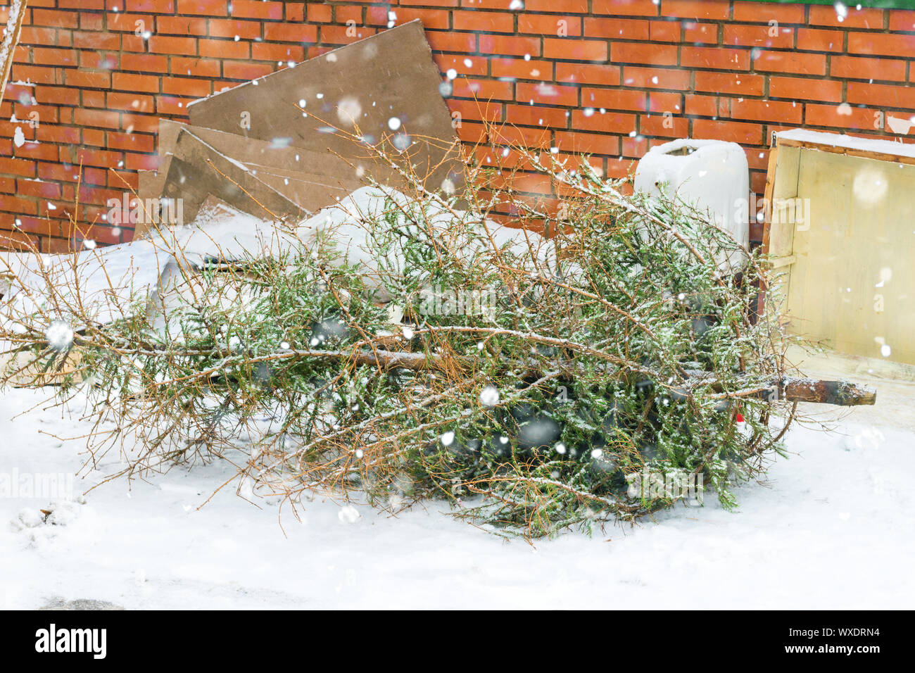 Christmas tree on the trash after the celebration of the new year Stock