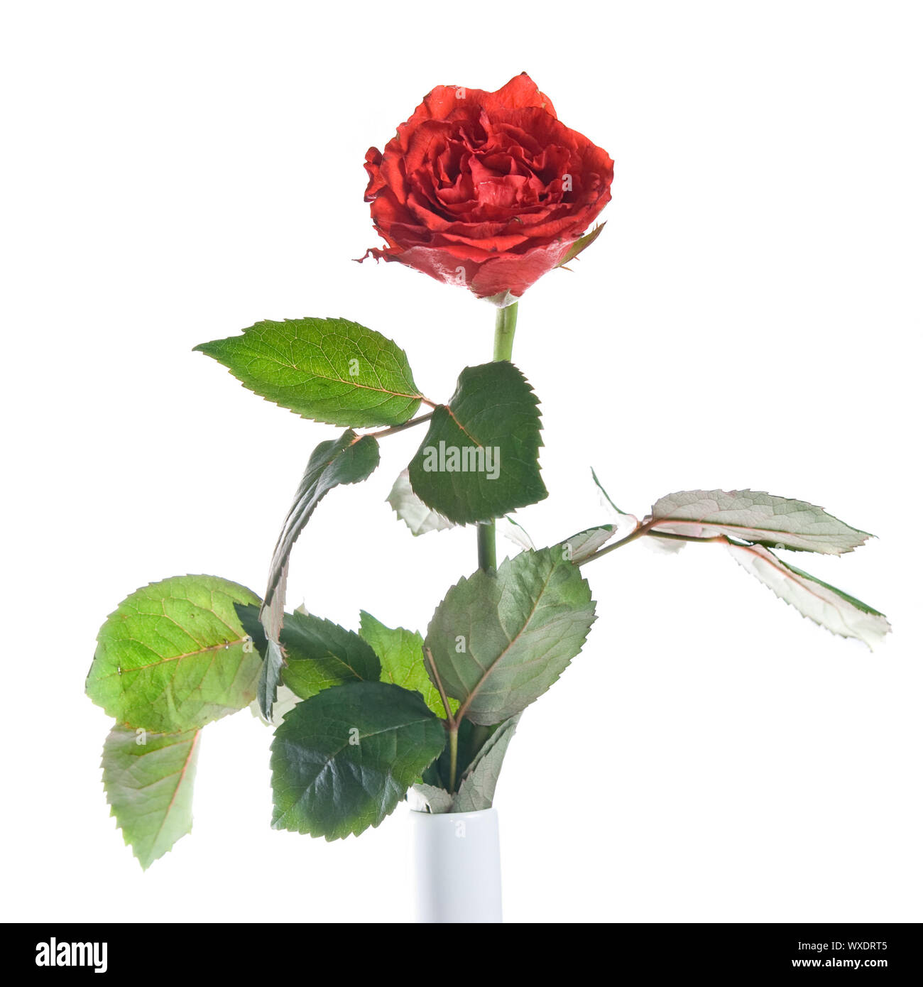 red rose isolated on white Stock Photo - Alamy