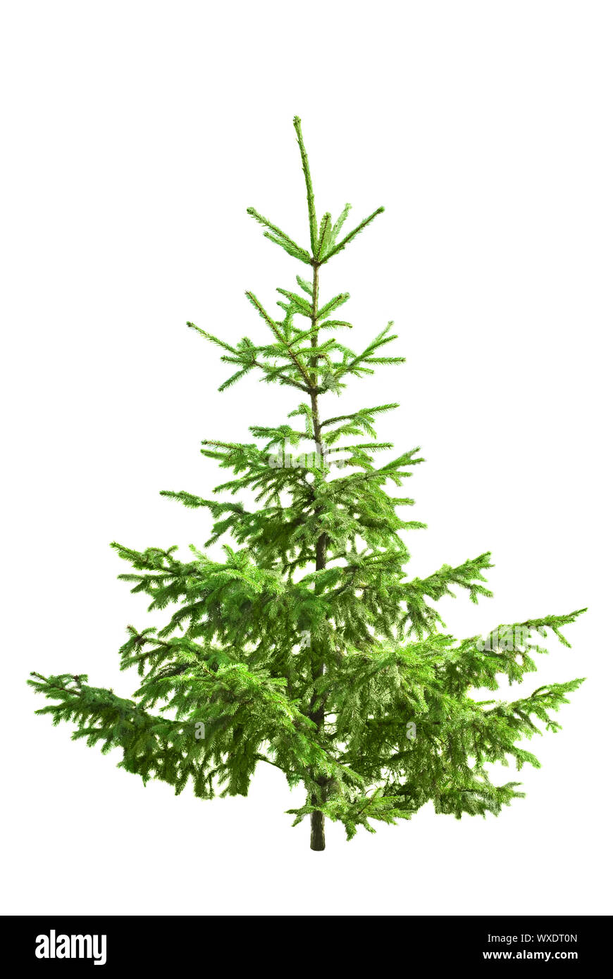 Christmas tree isolated on white Stock Photo - Alamy