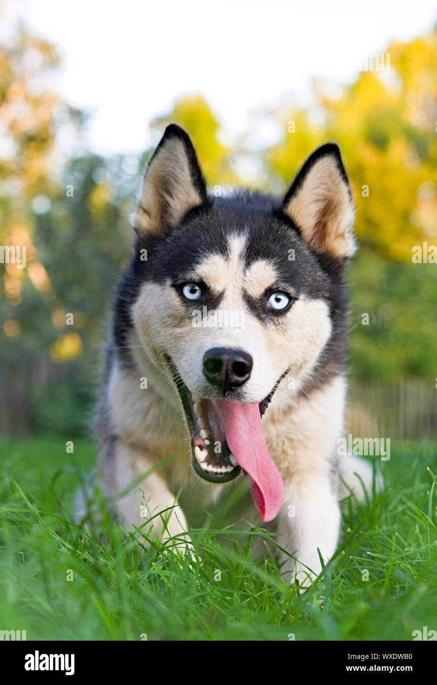 Blue-eyed dogs. Surprised dog. Portrait of a Siberian husky in the forest Stock Photo