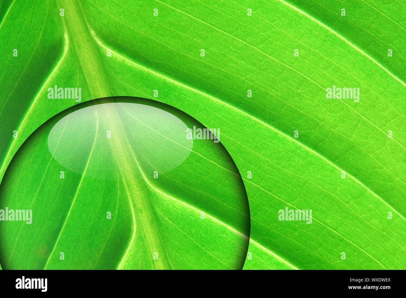 green leaf with fresh water drop from summer rain Stock Photo - Alamy