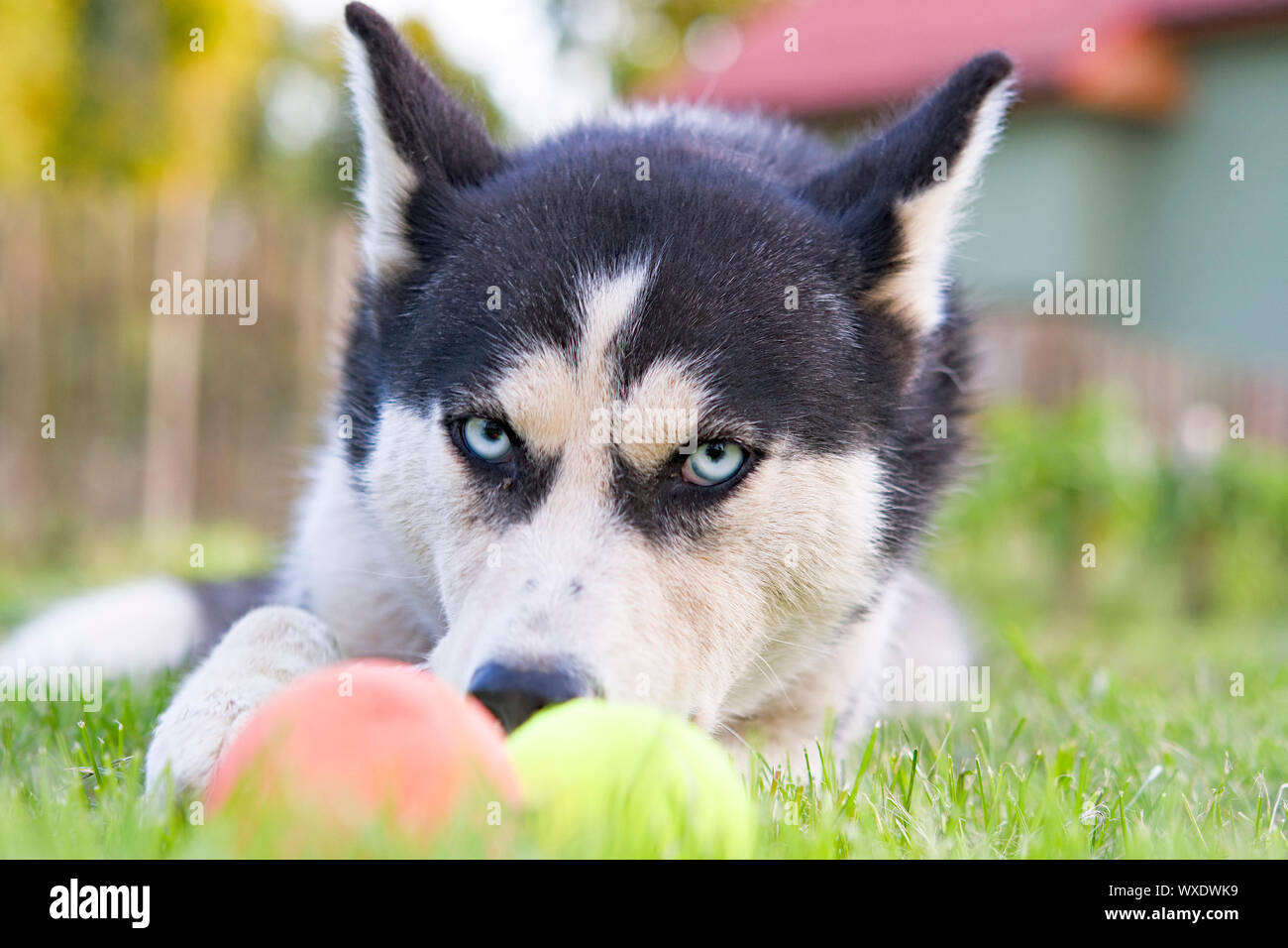 Cute siberian husky puppy play toy on grass. Cute dog Stock Photo - Alamy