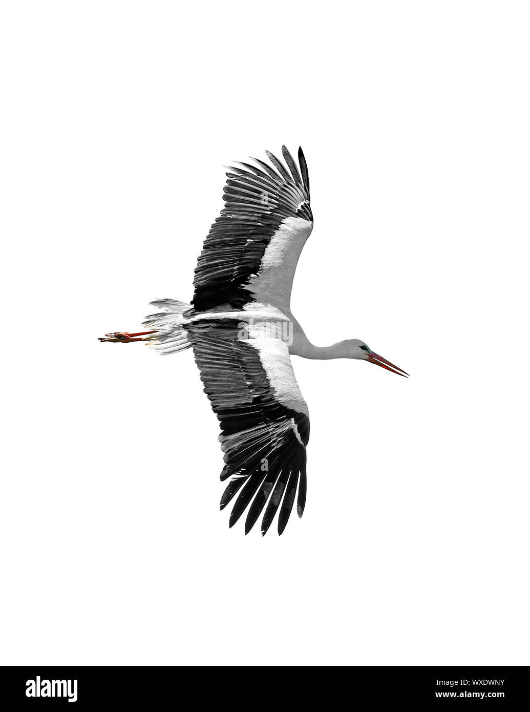 Flying stork isolated on white background Stock Photo