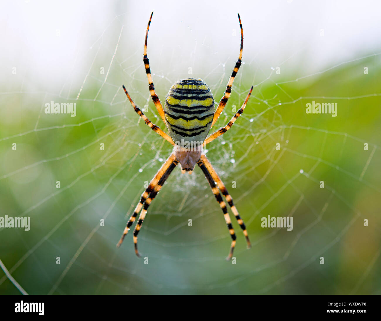 Spider with spiderweb hi-res stock photography and images - Alamy