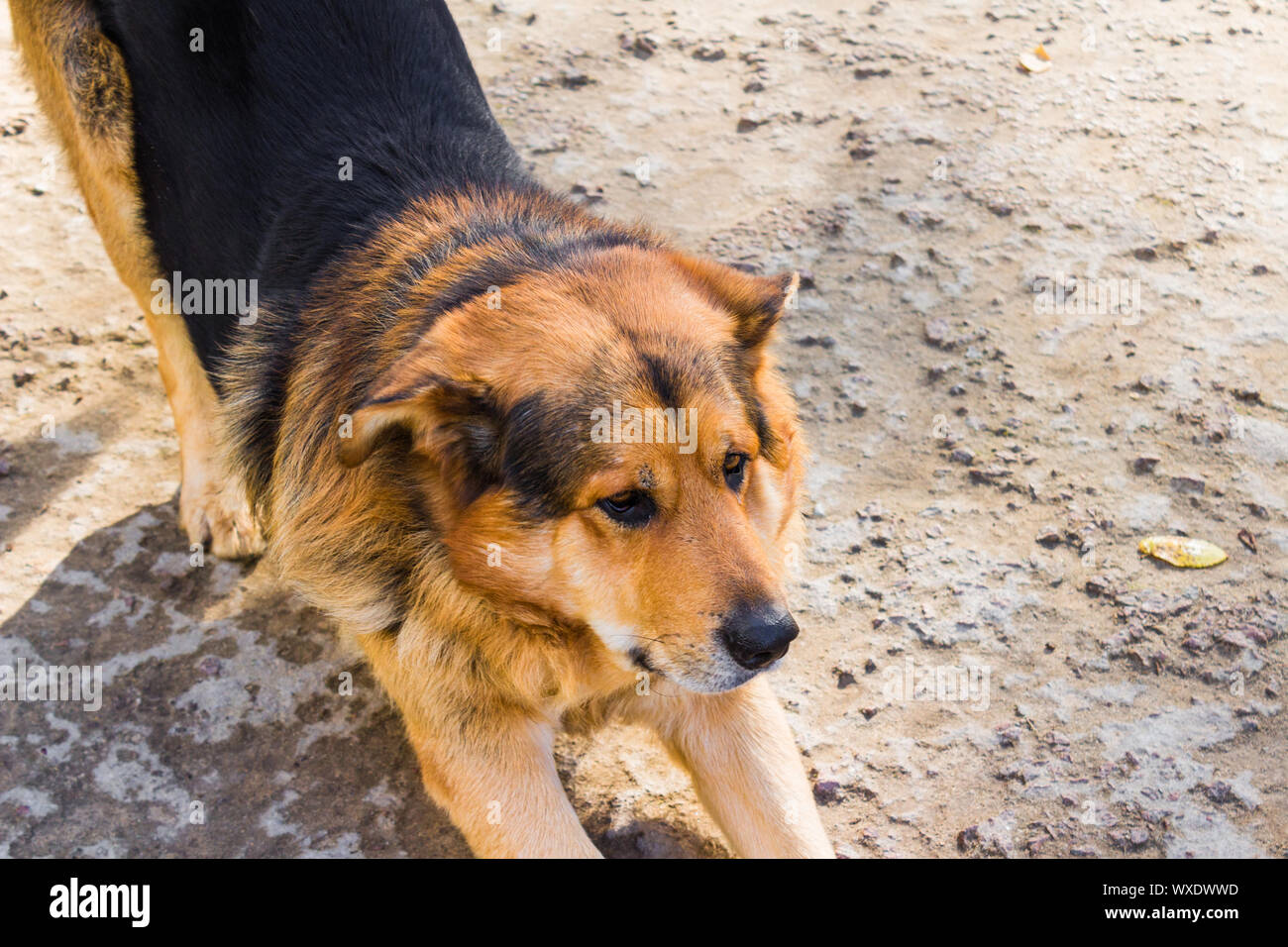 Dog close-up on the ground Stock Photo