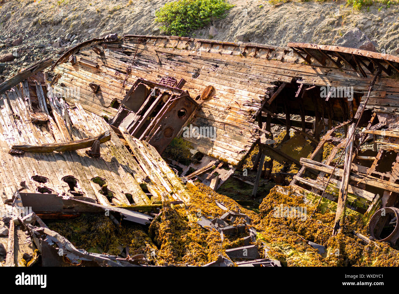 A large wrecked ship lies on its side on the seashore. Rust Peeps through the skeleton of the ship, plants sprout through the old tree Stock Photo