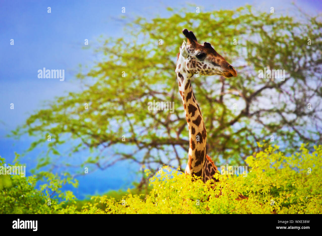 Giraffe 's head standing out from the bush. Safari in Tsavo West, Kenya, Africa Stock Photo