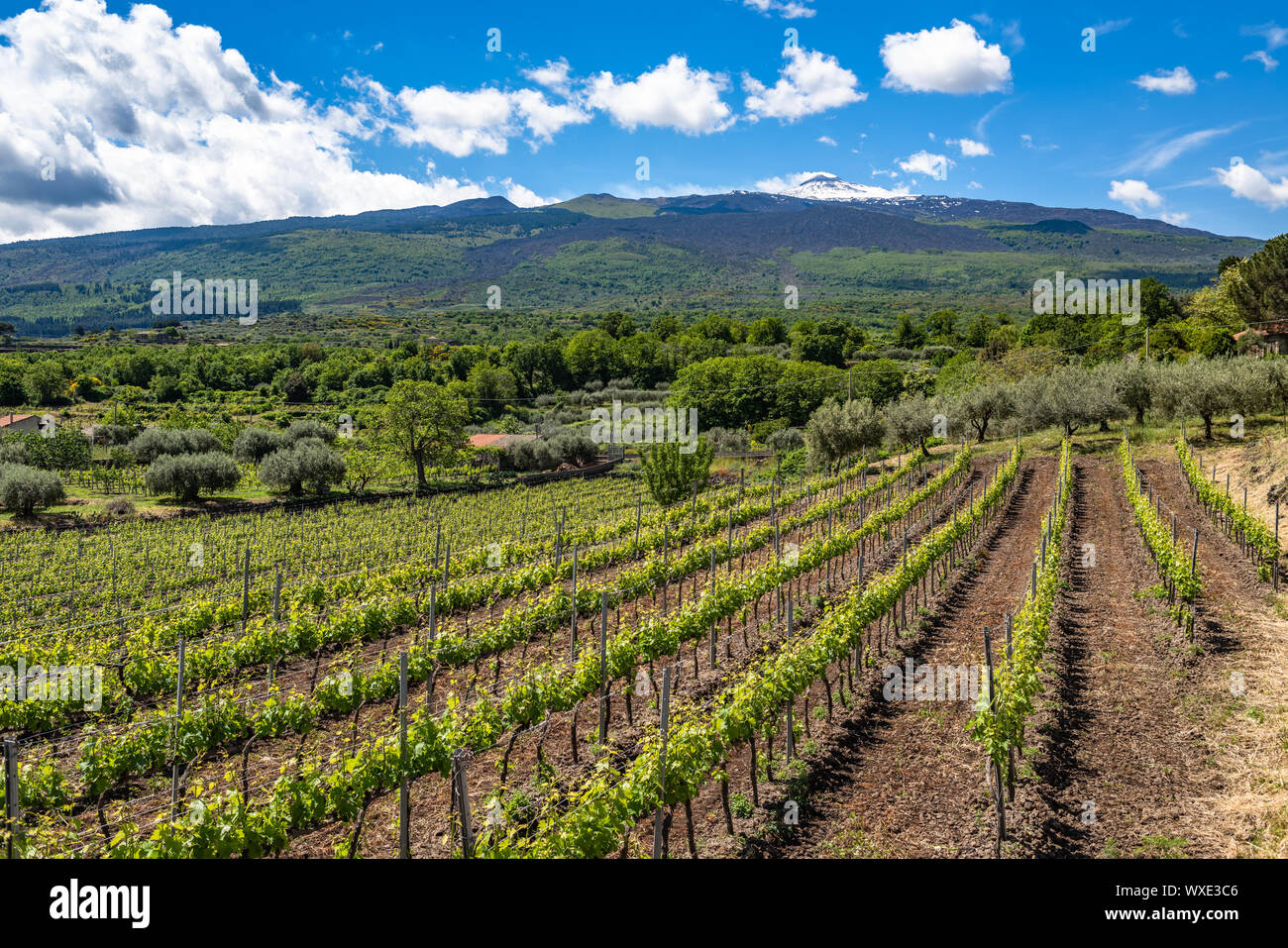 Sicily agriculture field nature hires stock photography and images Alamy
