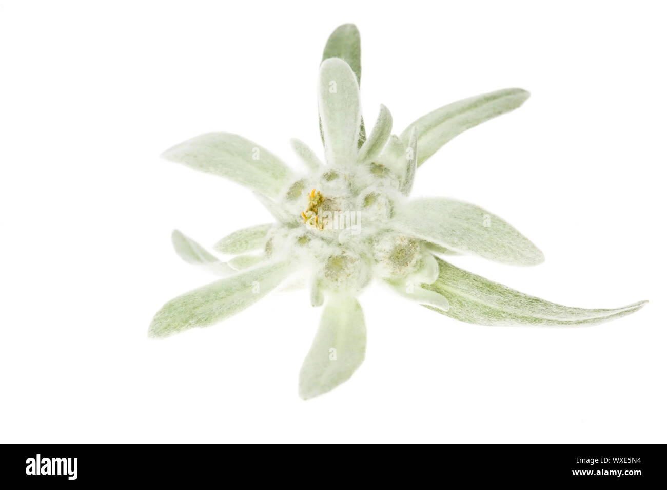 white flower. edelweiss Stock Photo