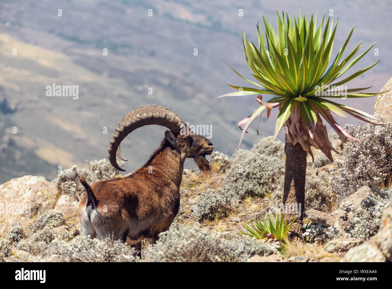 rare Walia ibex in Simien Mountains Ethiopia Stock Photo