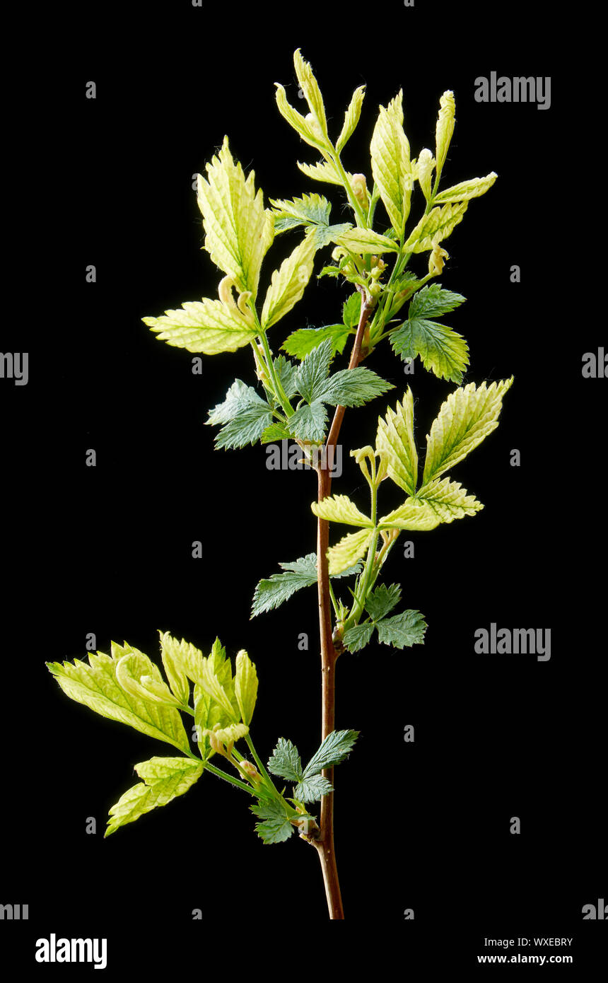 Spring Sick Sick Leaves High Resolution Stock Photography and Images - Alamy