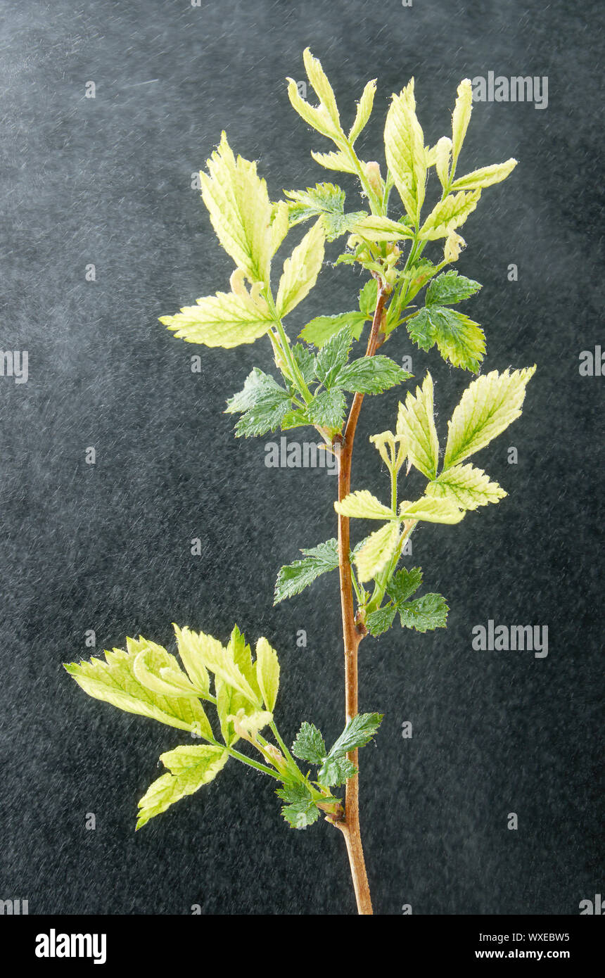 Sick branch of spring raspberries with water drops on a dark background