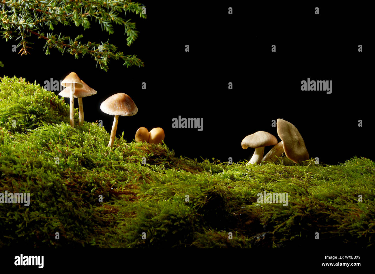 Mushrooms under a juniper branch in a meadow of green moss. Stock Photo