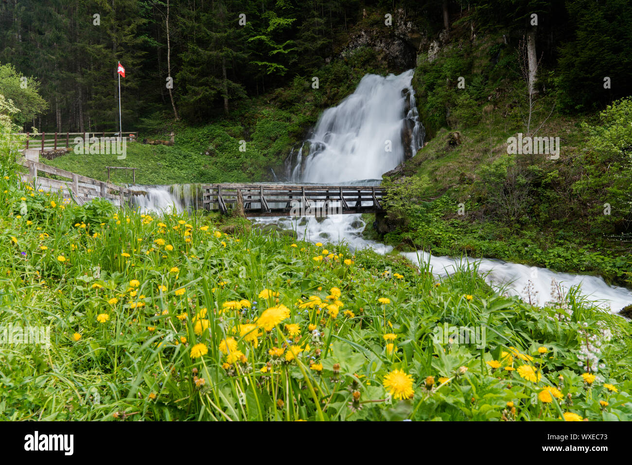 idyllic waterfall surrounded by green forest landscape and a wildflower ...