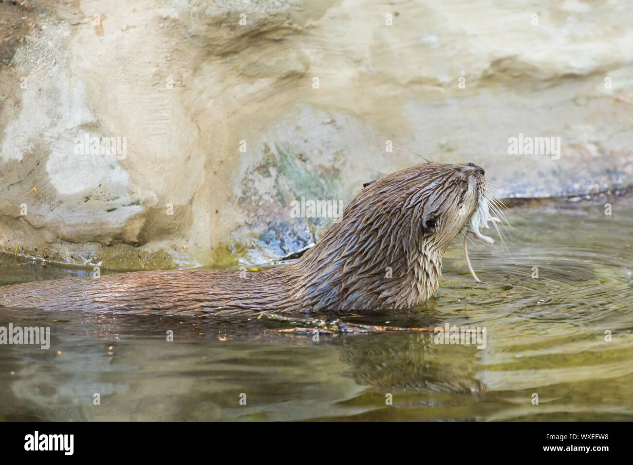 River Otter Food Chain